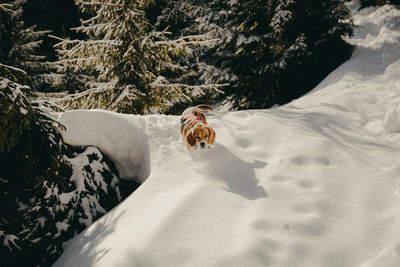 Man with dog in snow