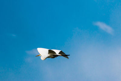 Low angle view of seagull flying in sky