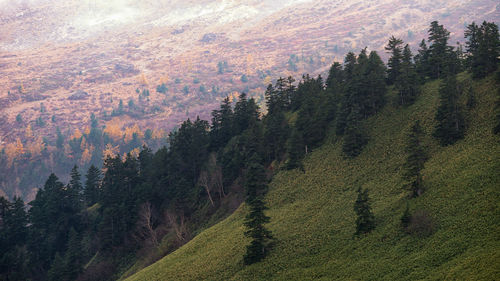 Trees in forest against sky