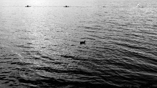 Man swimming in sea