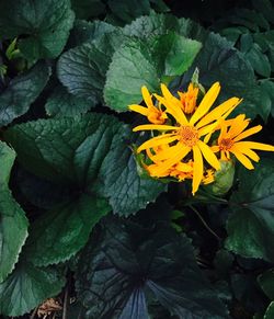 Close-up of yellow flowers