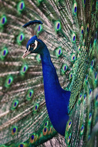 Close-up of peacock