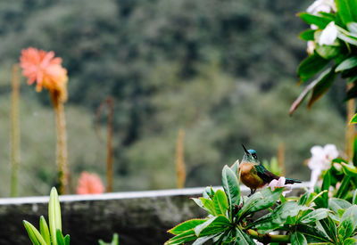 Hummingbird sitting on a fence