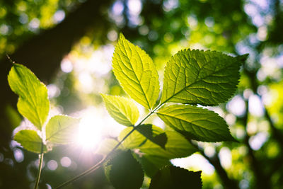 Close-up of leaves against bright sun