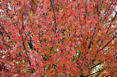 Full frame shot of trees during autumn
