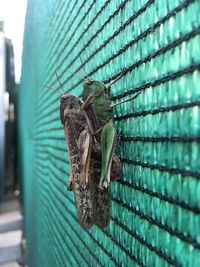 Close-up of insect on wall