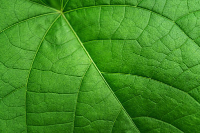 Macro shot of leaf