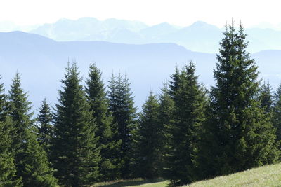 Pine trees on mountain against sky