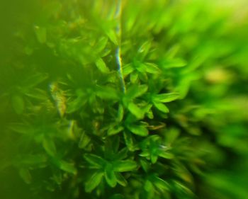 Close-up of fresh green plant