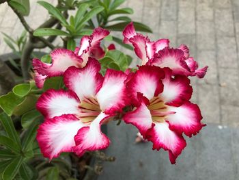 Close-up of pink flowering plant