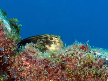 Fish swimming in sea