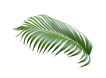 Close-up of palm leaves against white background