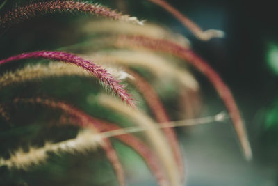 Close-up of flowering plant