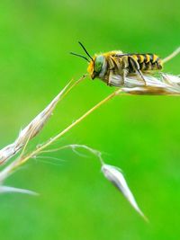 Close-up of insect on plant