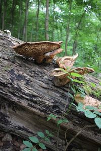 View of lizard on tree trunk in forest