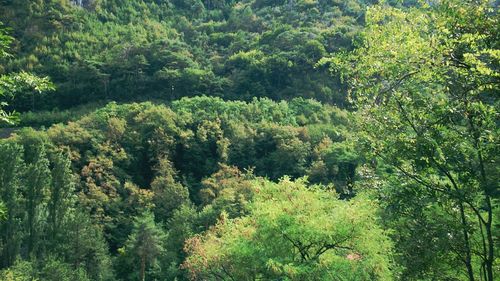 View of trees in the forest