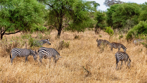 Many zebras in savannah tanzania