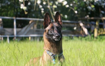 Portrait of dog on field