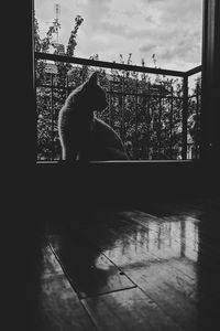 View of a dog looking through window