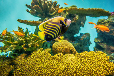 Close-up of fish swimming in sea