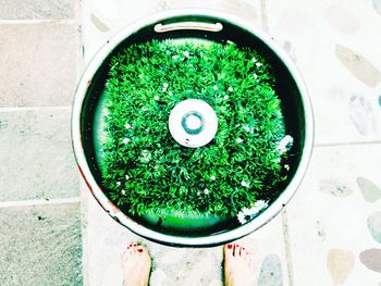 High angle view of green plants