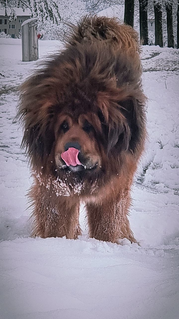 dog, mammal, animal themes, animal, one animal, pet, canine, domestic animals, snow, cold temperature, winter, sticking out tongue, no people, animal hair, animal body part, portrait, nature, facial expression, carnivore, day