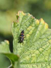 Close-up of insect on leaf