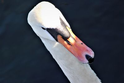 Close-up of swan swimming