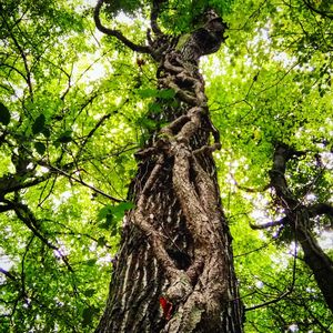 Low angle view of tree in forest