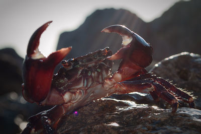 Close-up of crab on rock