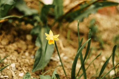 Close-up of yellow flowering plant on field