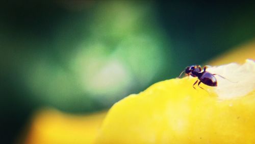 Close-up of insect on yellow flower