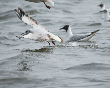 Seagulls flying over sea