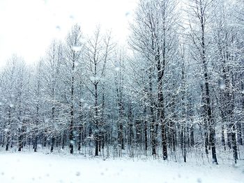 Bare trees on snow covered landscape