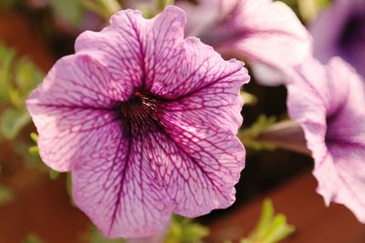 Close-up of purple flowers blooming outdoors