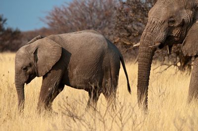 Side view of elephants walking on land