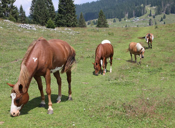 Horses grazing in a field