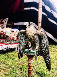 Bird perching on a field