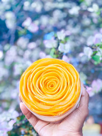 Close-up of hand holding yellow rose flower