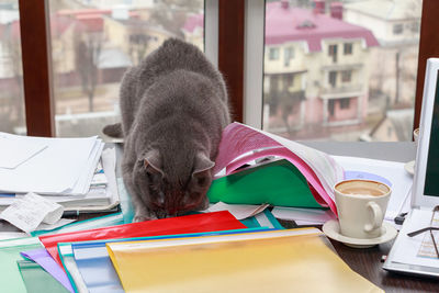Close-up of cat on table
