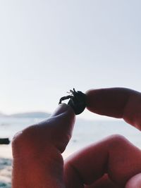 Close-up of hand holding leaf against sky