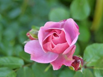 Close-up of pink rose blooming outdoors