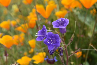 Close-up of purple flowering plant on field