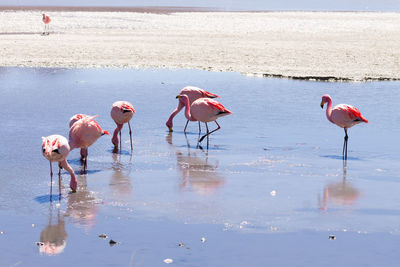 flamingo