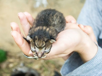 Close-up of hand holding cat