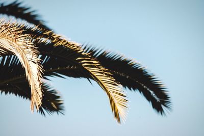 Low angle view of palm trees against clear sky