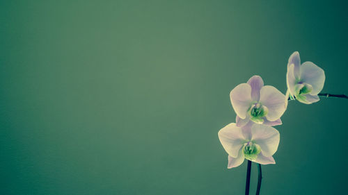 Close-up of pink flowers