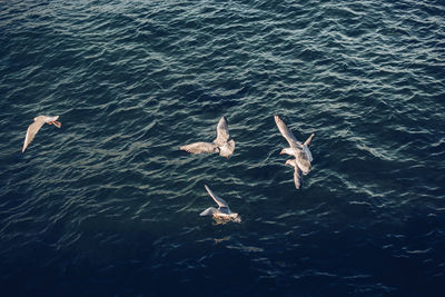 High angle view of jumping swimming in sea