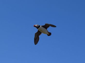 Soaring puffin spotted on the farne islands 