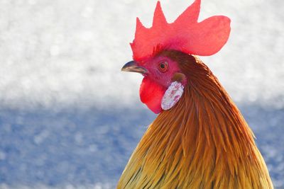 Close-up of rooster